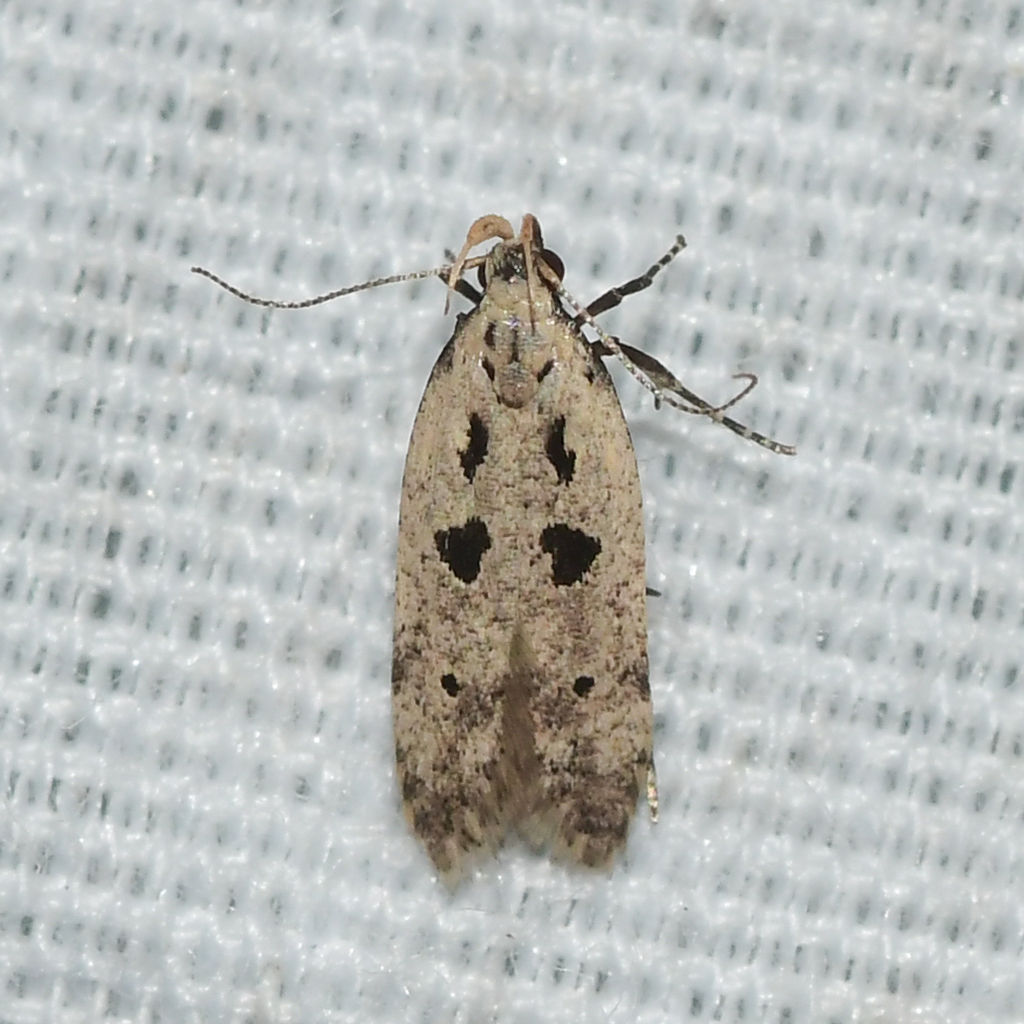 Black-spotted Twirler