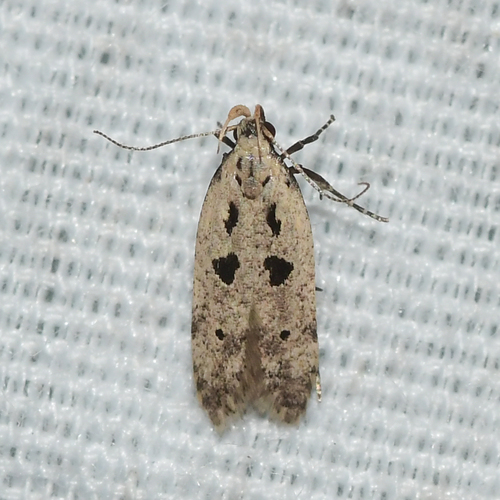 Deltophora sella (Chambers, 1874)