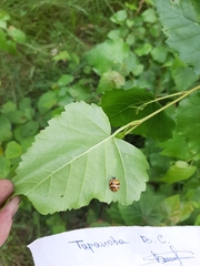 Harmonia axyridis