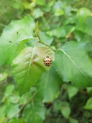 Harmonia axyridis