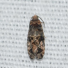Paralobesia vernoniana