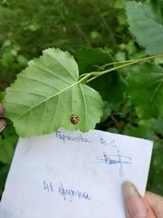 Harmonia axyridis