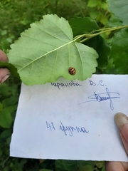 Harmonia axyridis