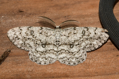 Hypomecis umbrosaria