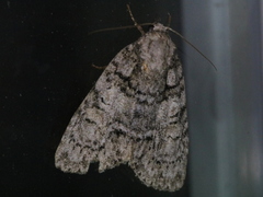 Acronicta tristis