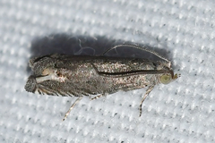 Epiblema minutana