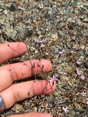 Lessingia micradenia