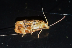 Cochylis bucera