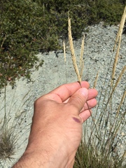 Calamagrostis ophitidis