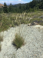 Calamagrostis ophitidis