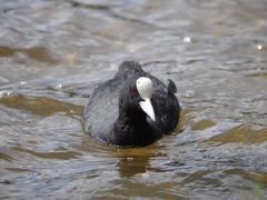Fulica atra