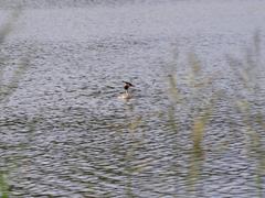 Podiceps cristatus