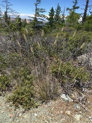Calamagrostis ophitidis