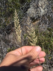 Calamagrostis ophitidis