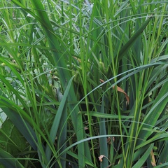 Carex comosa