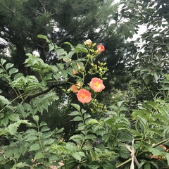 Campsis grandiflora