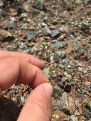 Streptanthus glandulosus secundus