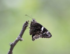 Codatractus bryaxis