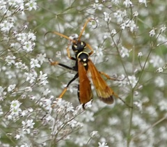 Parabatozonus lacerticida
