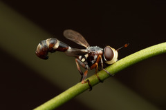 Physocephala pusilla