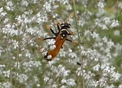 Parabatozonus lacerticida