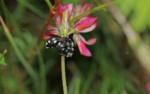 Square-spotted Mourning Bee