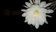 Epiphyllum oxypetalum