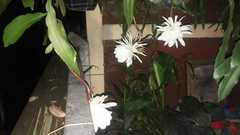 Epiphyllum oxypetalum