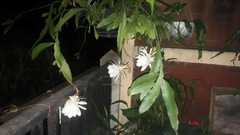 Epiphyllum oxypetalum