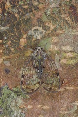 Varcia pyramidalis
