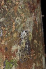 Varcia pyramidalis