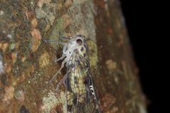 Varcia pyramidalis