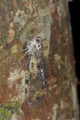 Varcia pyramidalis