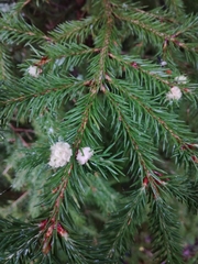 Cecidomyiini