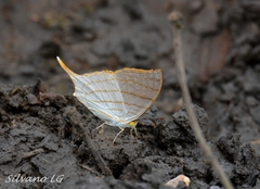 Marpesia harmonia
