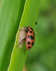Dinocampus coccinellae paralysis virus