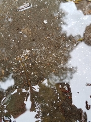 Enchytraeus buchholzi