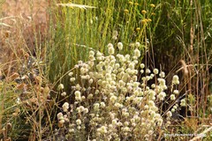 Lavandula pedunculata