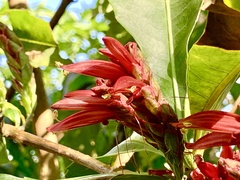Metarungia pubinervia