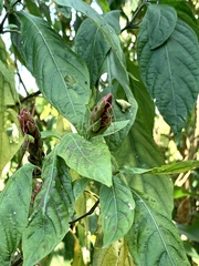 Metarungia pubinervia