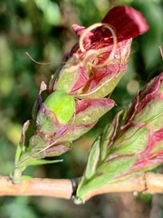 Metarungia pubinervia