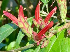 Metarungia pubinervia