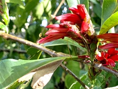 Metarungia pubinervia
