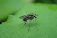 Dolichopus wahlbergi