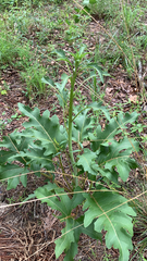 Silphium compositum