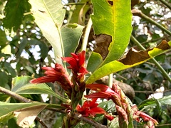 Metarungia pubinervia