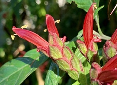 Metarungia pubinervia
