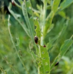 Trirhabda canadensis