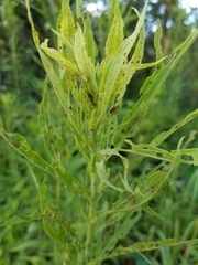 Trirhabda canadensis
