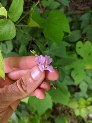 Image of Desmodium cuspidatum by (c) Nathan Aaron, some rights reserved (CC BY)